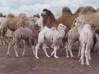Калмыцкие верблюды бактрианы