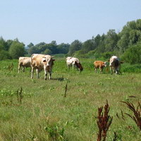 Сельская идиллия с коровами