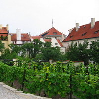 Виноградник в центре Праги